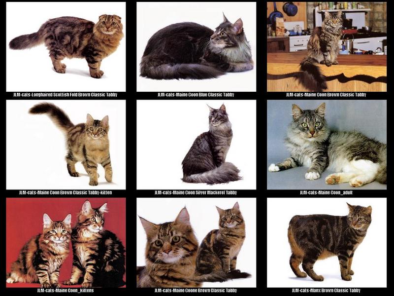 JLM-cat breeds 005.jpg