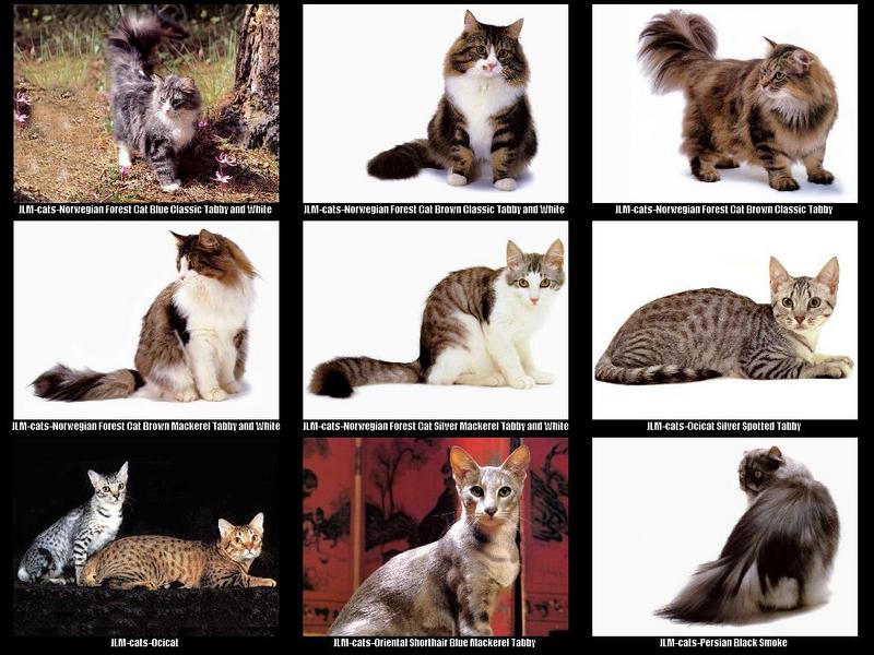 JLM-cat breeds 006.jpg