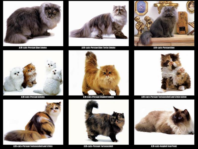 JLM-cat breeds 007.jpg
