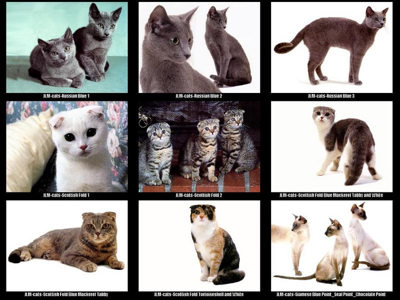 JLM-cat breeds 008.jpg