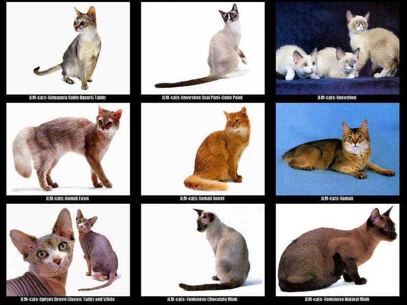 JLM-cat breeds 009.jpg