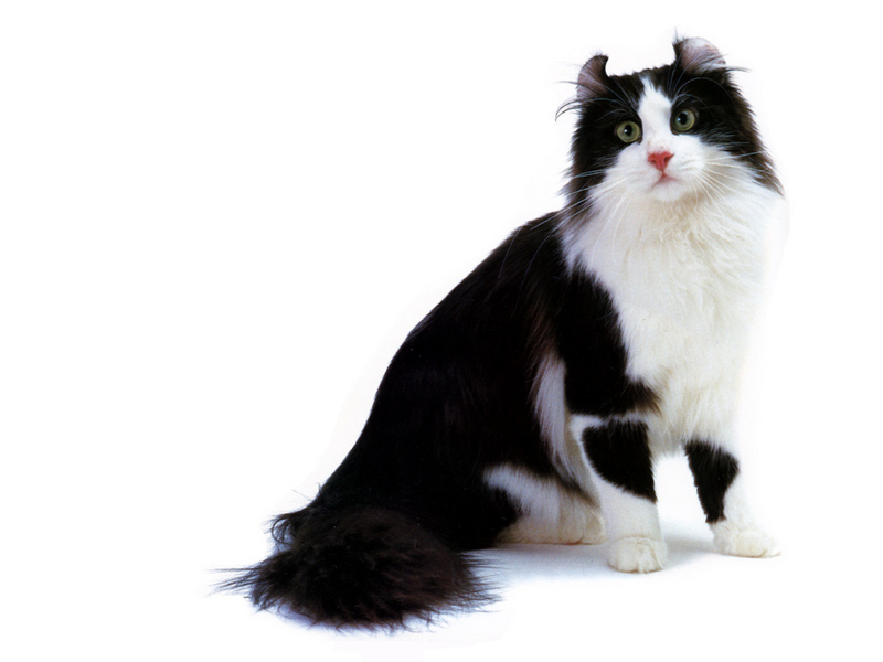 JLM-cats-American Curl Black and White.jpg