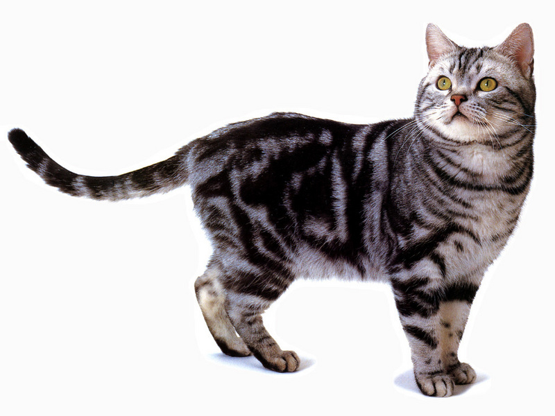 JLM-cats-American Shorthair Silver Classic Tabby.jpg
