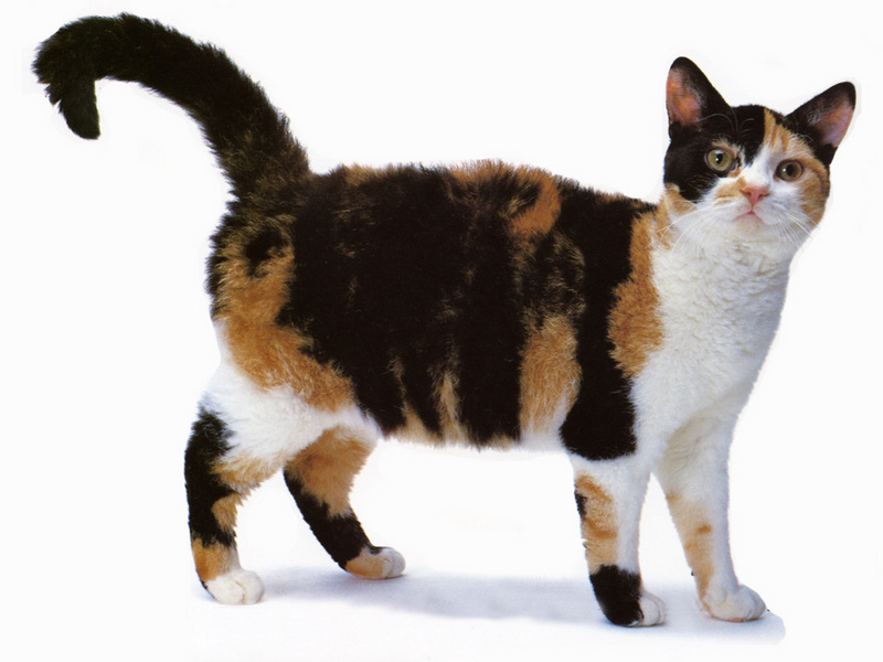JLM-cats-American Wirehair Tortiseshell & White.jpg