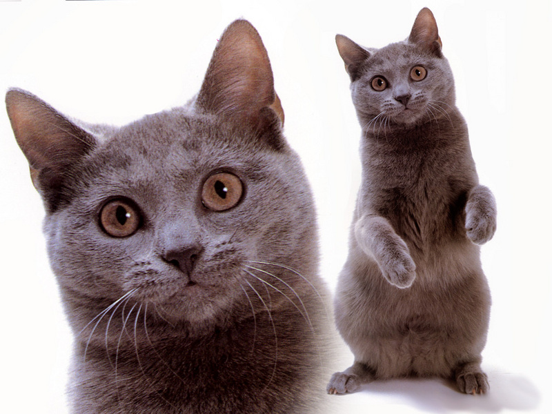 JLM-cats-Chartreux 1.jpg