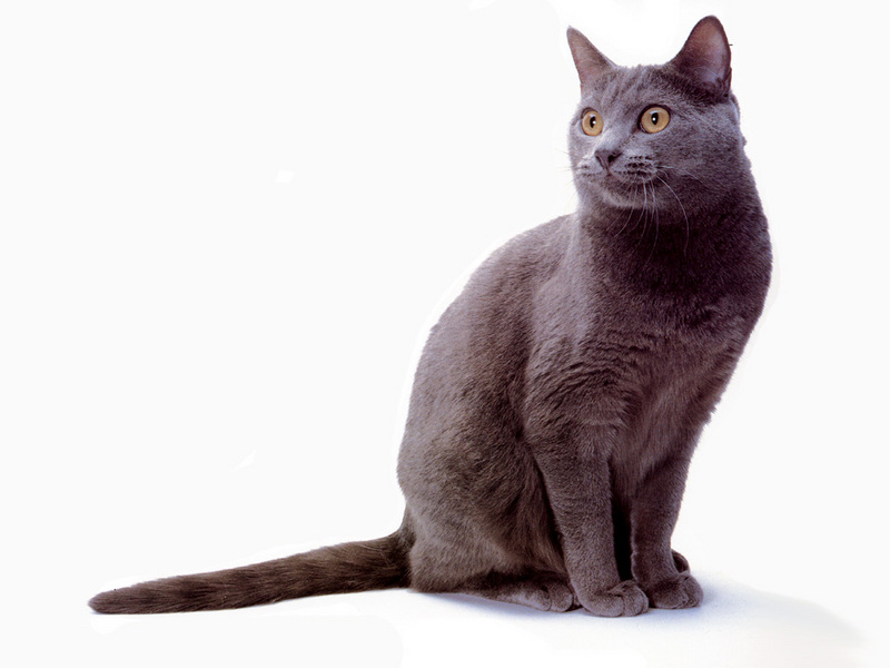 JLM-cats-Chartreux 2.jpg