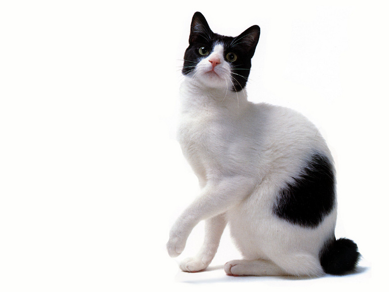 JLM-cats-Japanese Bobtail Black and White.jpg