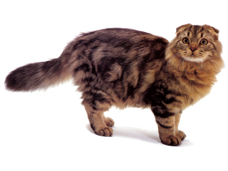 JLM-cats-Longhaired Scottish Fold Brown Classic Tabby.jpg