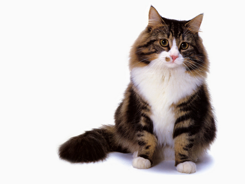 JLM-cats-Norwegian Forest Cat Brown Classic Tabby and White.jpg