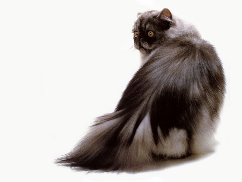 JLM-cats-Persian Black Smoke.jpg