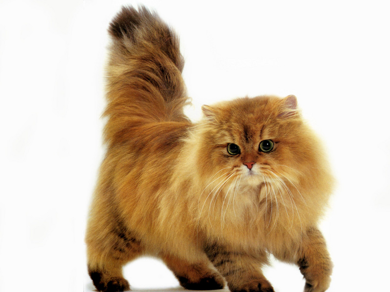 JLM-cats-Persian Shaded Golden.jpg