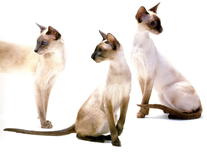 JLM-cats-Siamese Blue Point Seal Point Chocolate Point.jpg