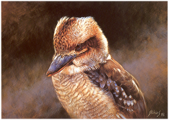 cr EdwardAldrich-15-Kookaburra.jpg