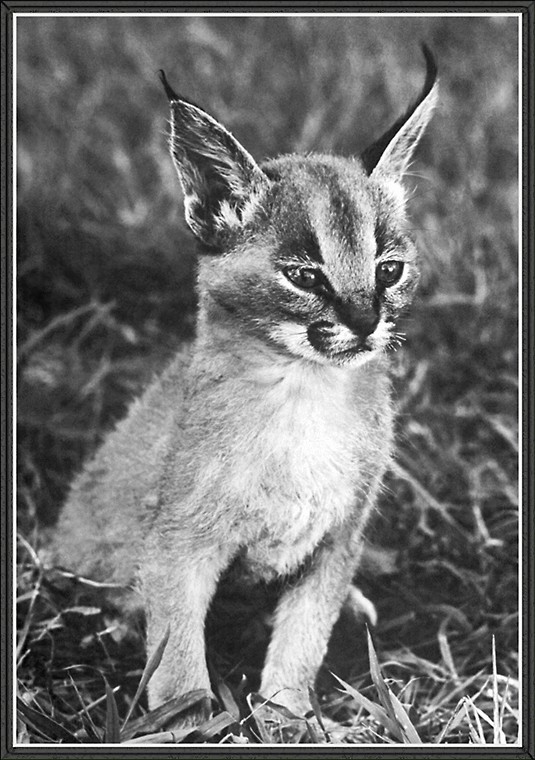 cr LynxKittenAfricanSpecies.jpg