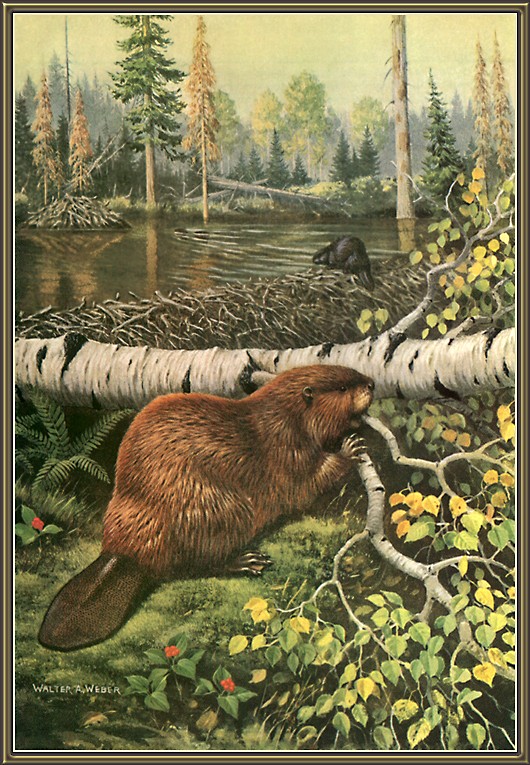 cr WalterWebber-08-Beavers.jpg