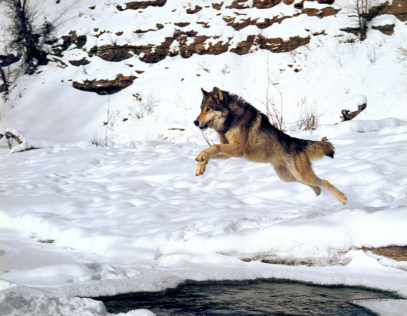 p-Wolves SierraCal2000 02.jpg