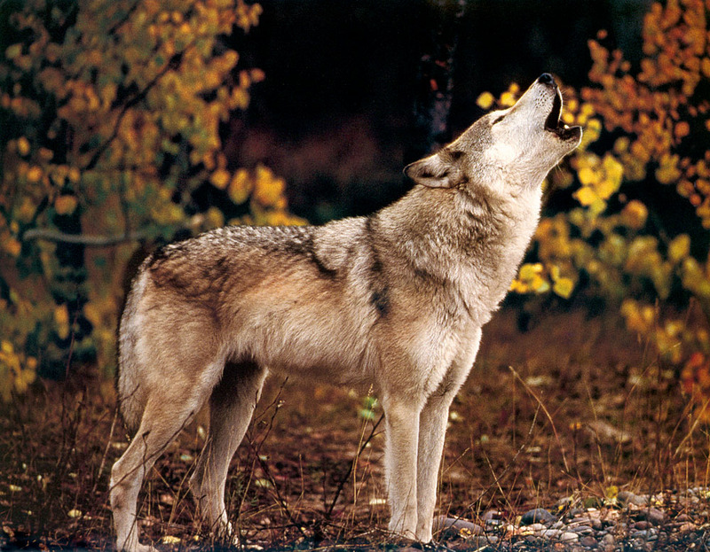 p-Wolves SierraCal2000 05.jpg