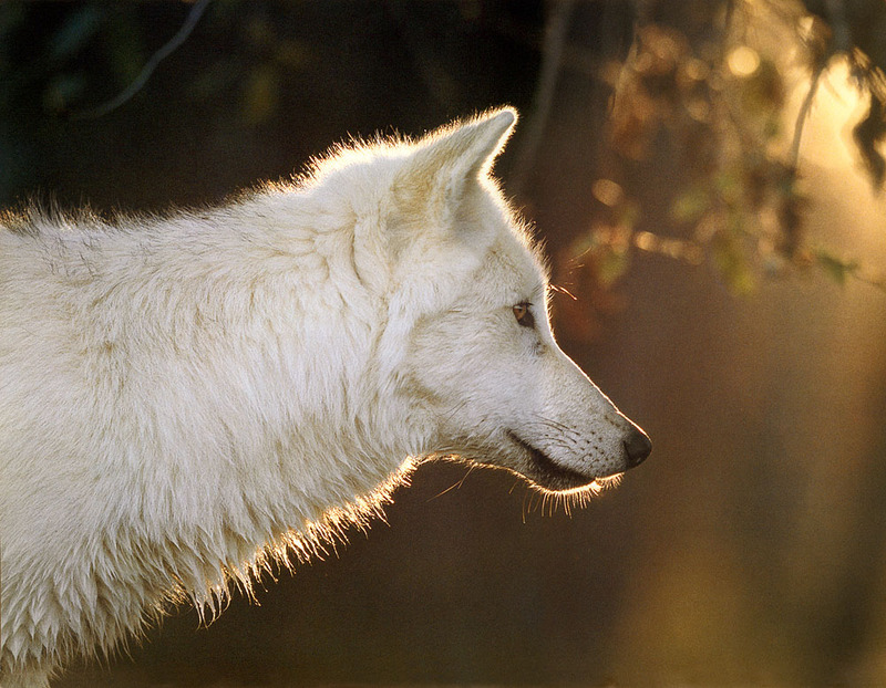 p-Wolves SierraCal2000 07.jpg
