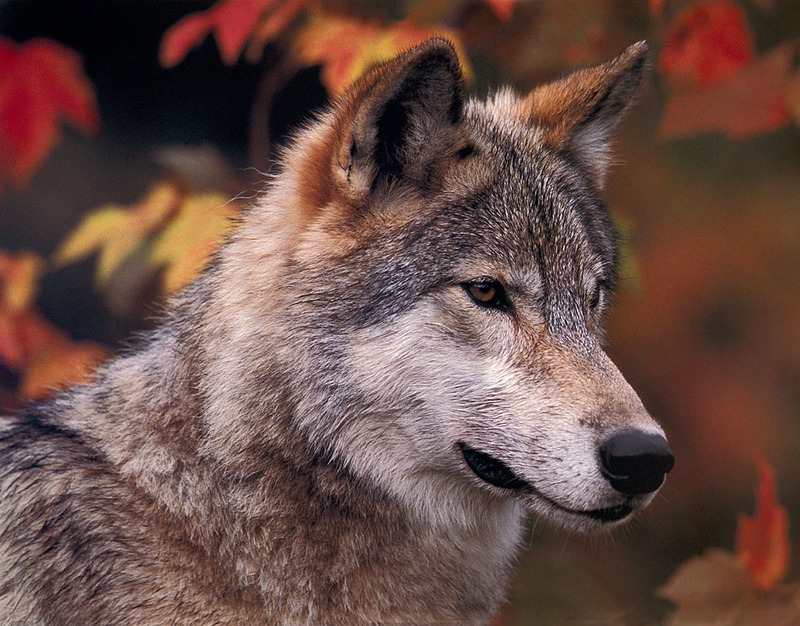 p-Wolves SierraCal2000 09.jpg