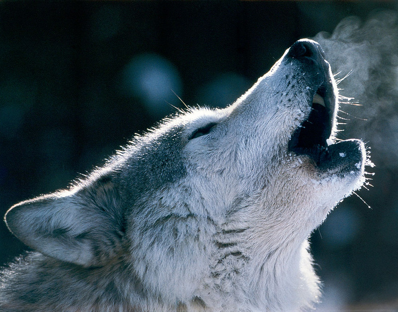 p-Wolves SierraCal2000 11.jpg