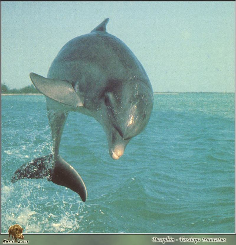 PO AL 080 Le saut du dauphin.jpg