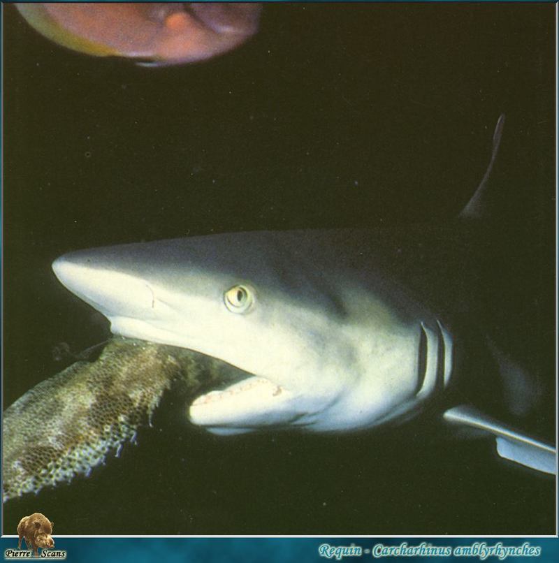 PO AL 138 Requin.jpg