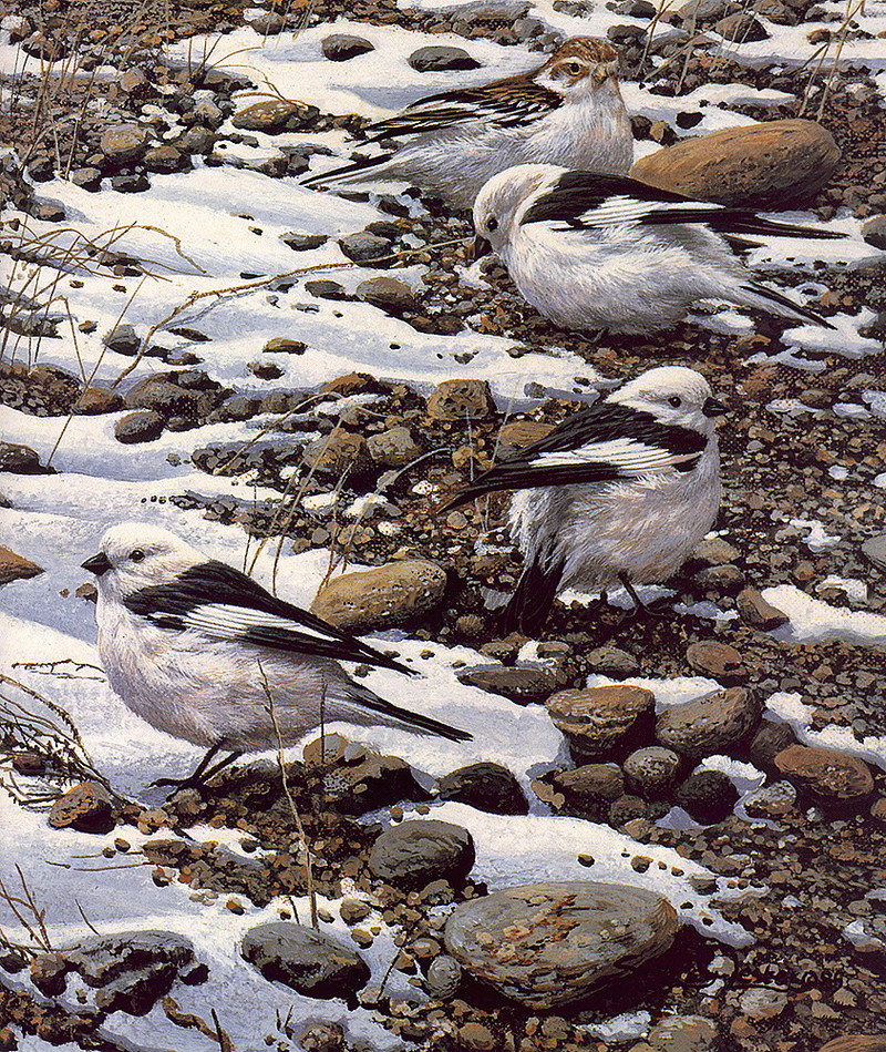 lrsSeereyLesterJSnowBuntings.jpg