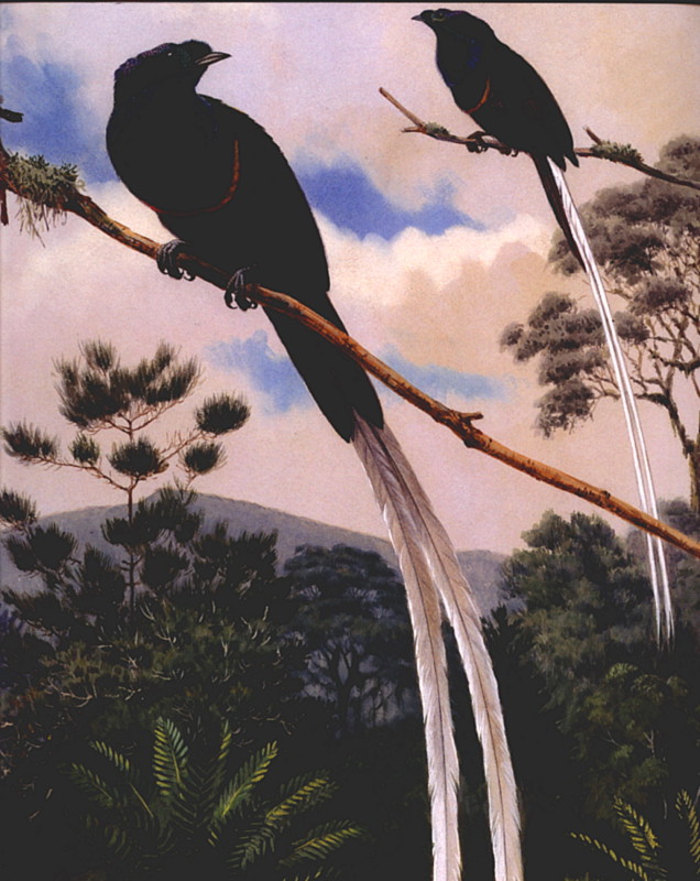 lrs-Bird of Paradise-Walter Weber.jpg