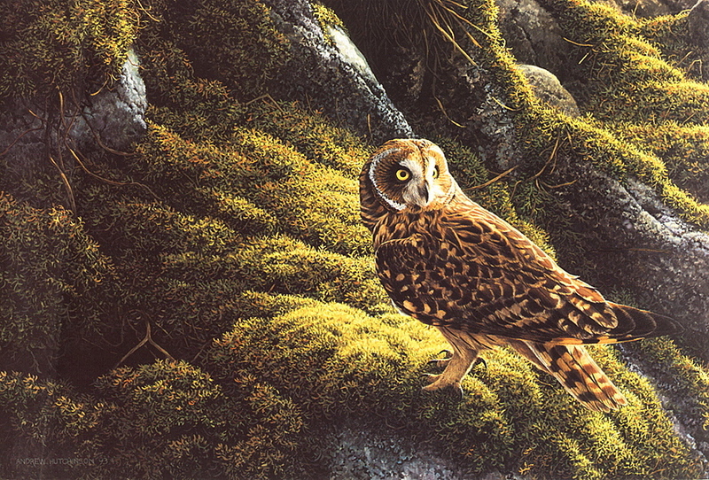 lrsHutchisonAndrew-Short-eared Owl.jpg