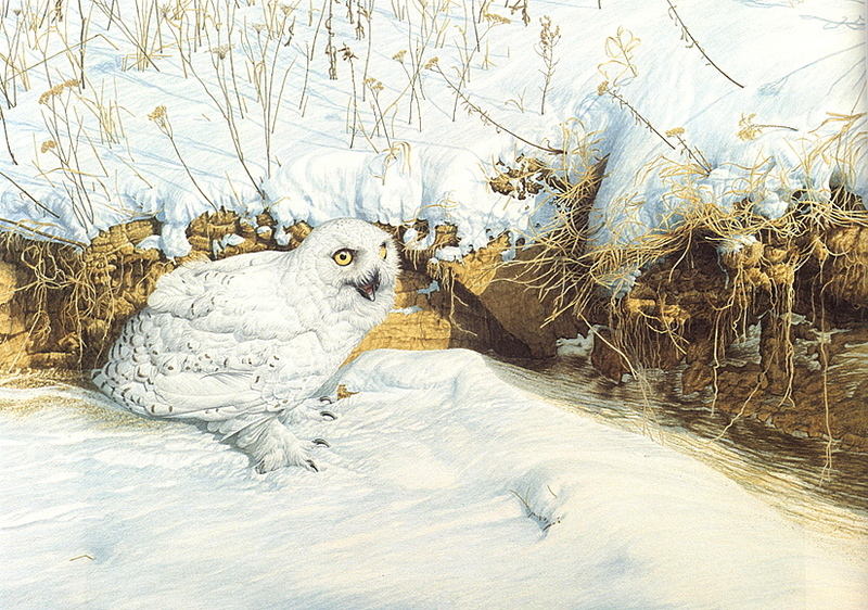 lrs-NogyArnold-Narrow Escape Snowy Owl.jpg