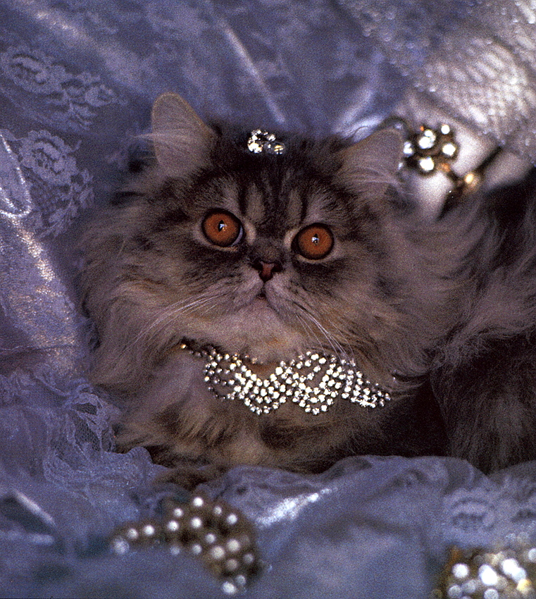 lrs-Vavra\'s Cats-Silver Persian.jpg