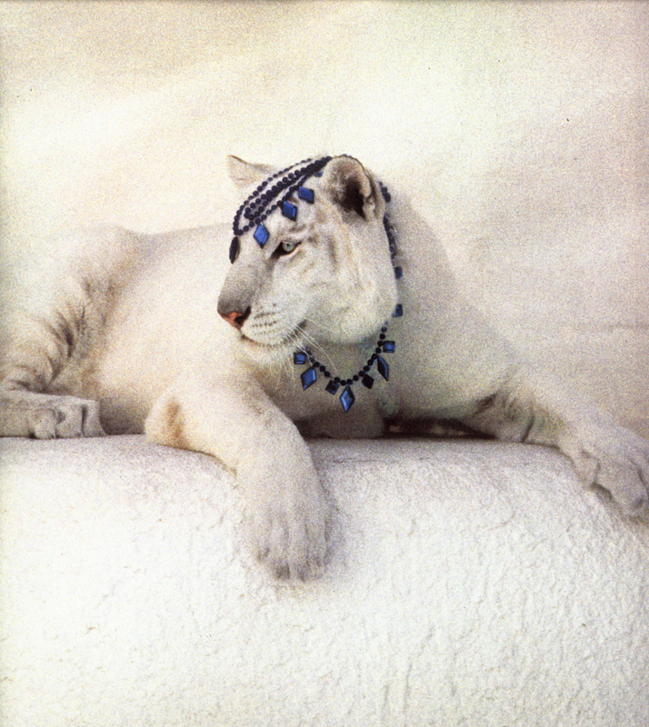 lrs-Vavra\'s Cats-The White Tiger.jpg
