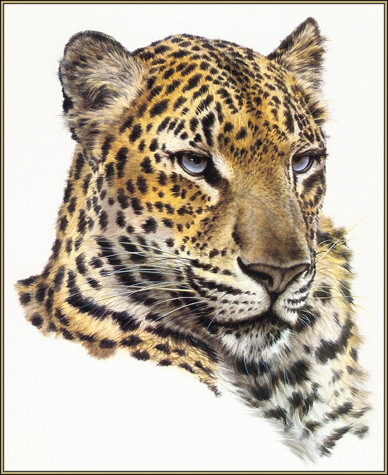 lrsAACoheleachGuy-ChineseLeopardPortrait.jpg