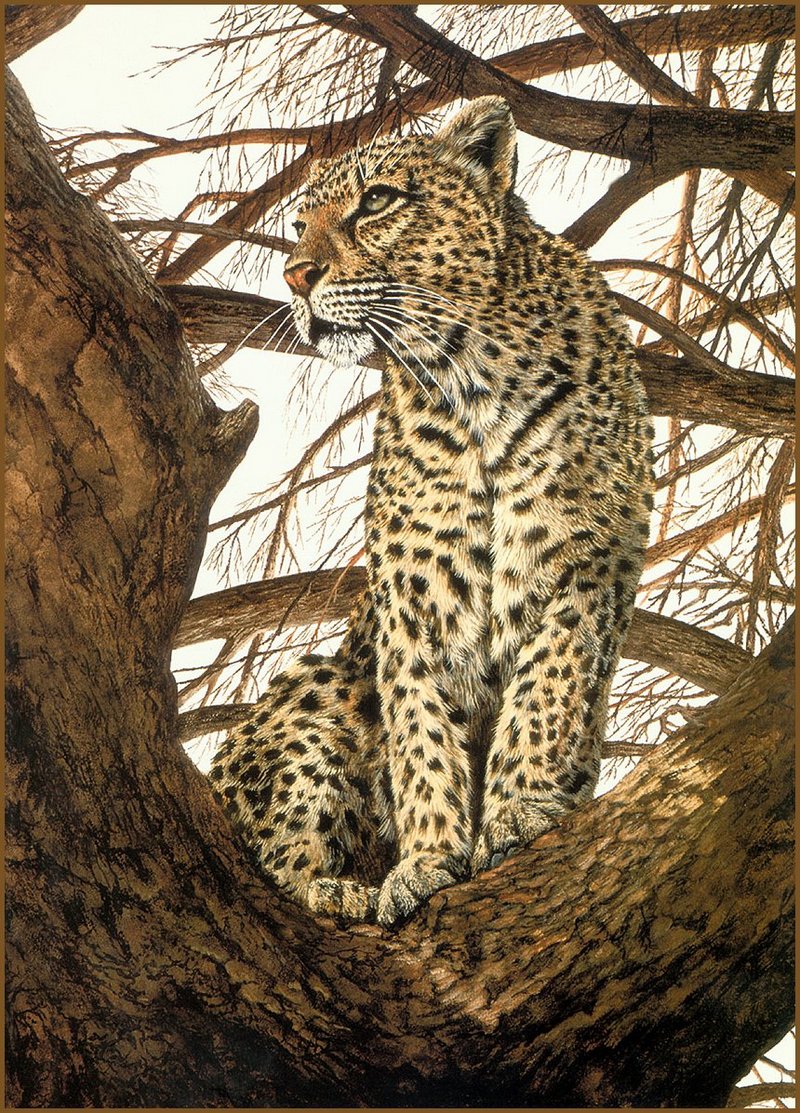 lrsAAHeywoodDonald-LeopardinaTree.jpg