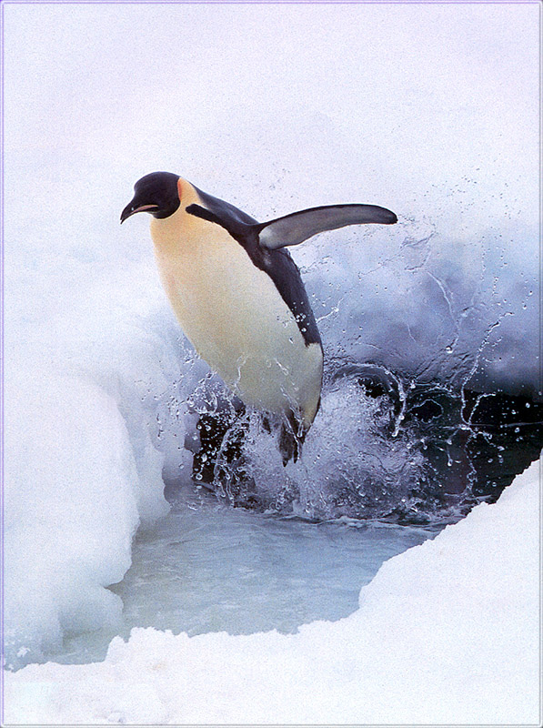 PR-JB006 Emperor Penguin.jpg