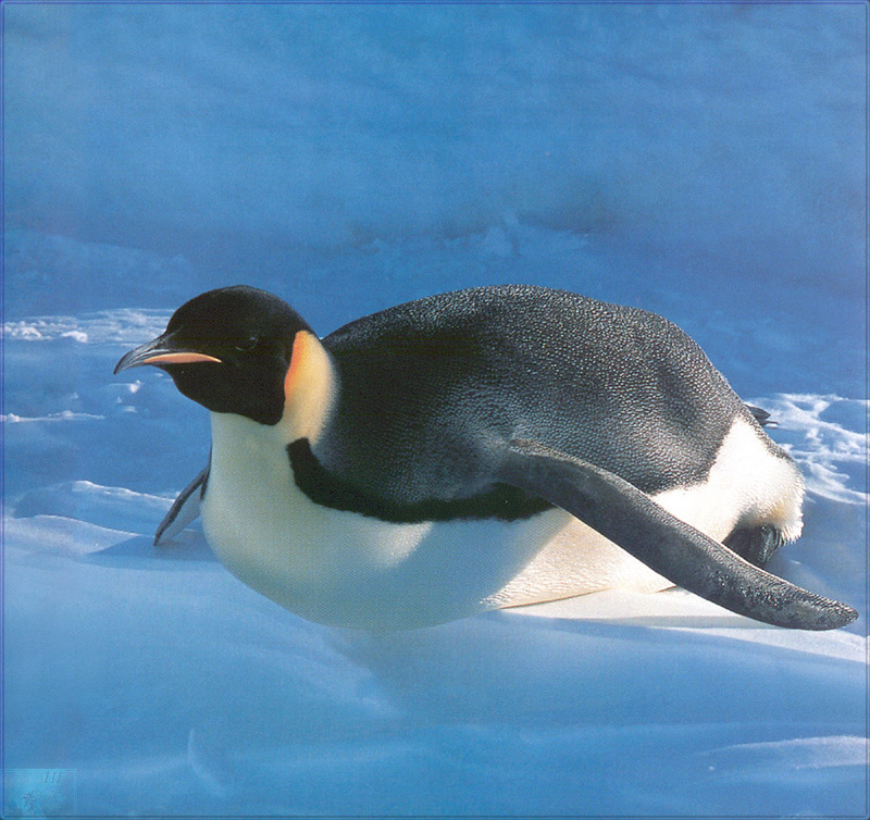 PR-JB007 Emperor Penguin.jpg