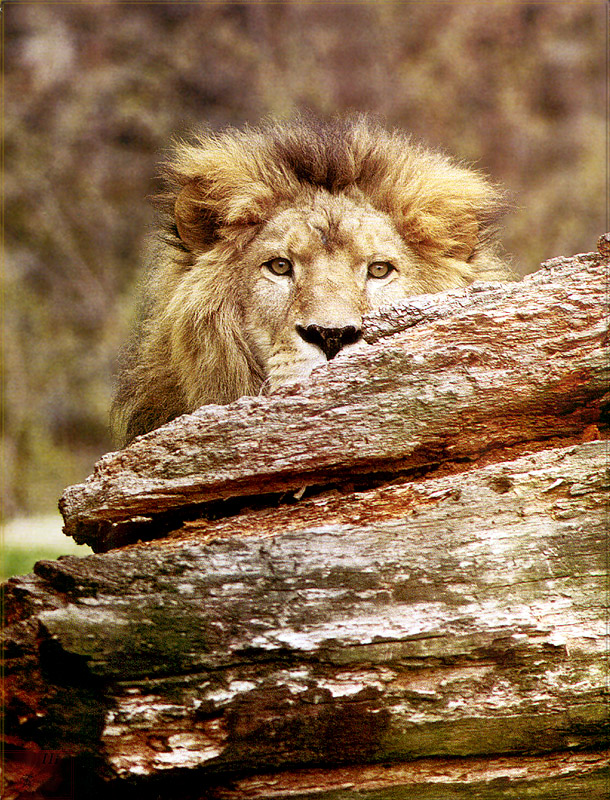PR-JB011 Lion Africanus.jpg