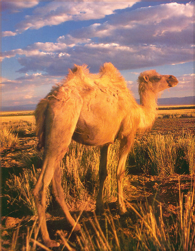 PR-JB015 Bactrian Camel.jpg