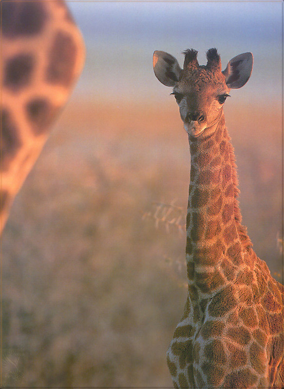 PR-JB018 Giraffe.jpg