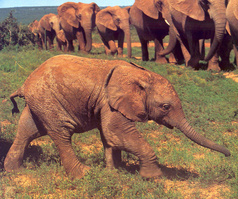 PR-JB019 Elephant Loxodonta africana.jpg