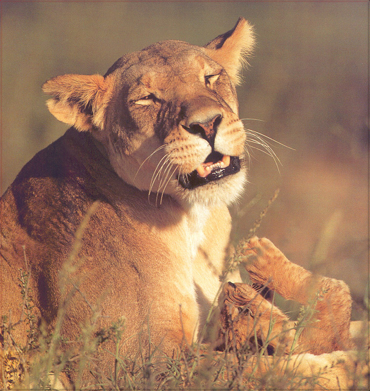 PR-JB021 Lion Panthera leo.jpg