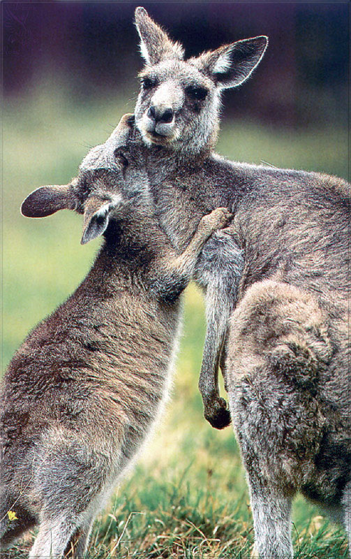 PR-JB026 Gray Kangaroo.jpg