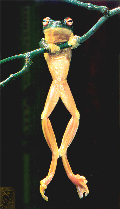 PR-JB028 Red-eyed tree frog.jpg