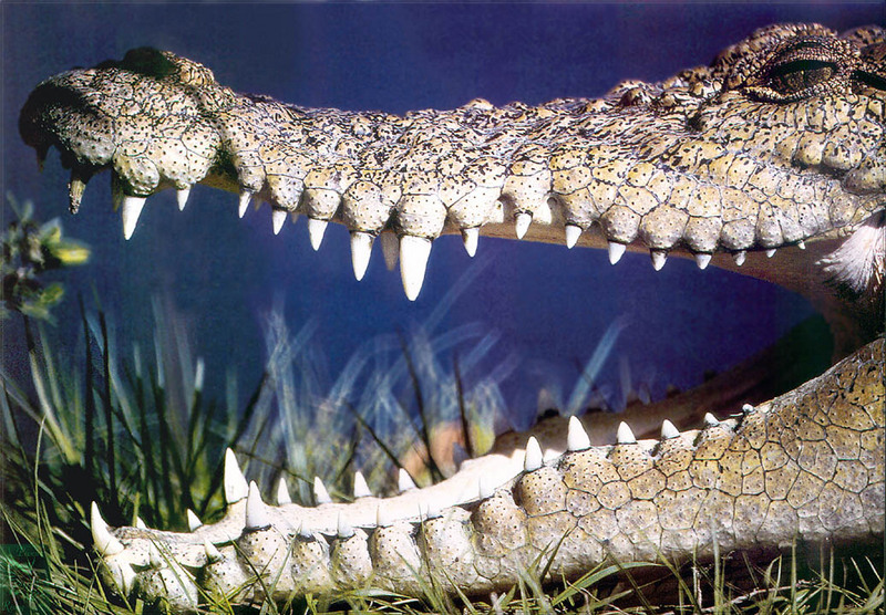 PR-JB029 Saltwater crocodile.jpg