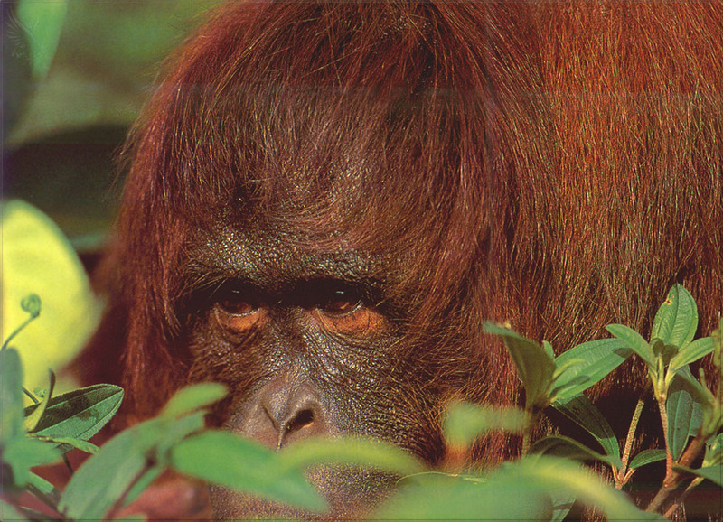 PR-JB039 Orangutan.jpg