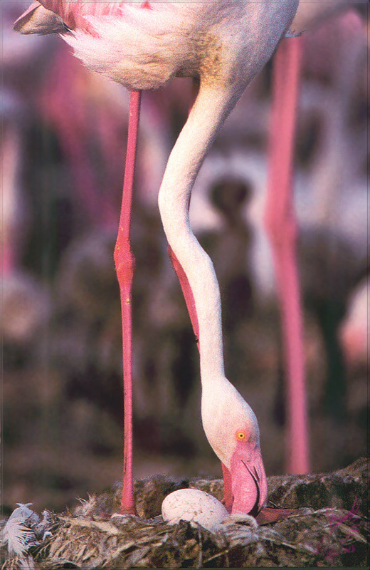 PR-JB069 Flamingo.jpg