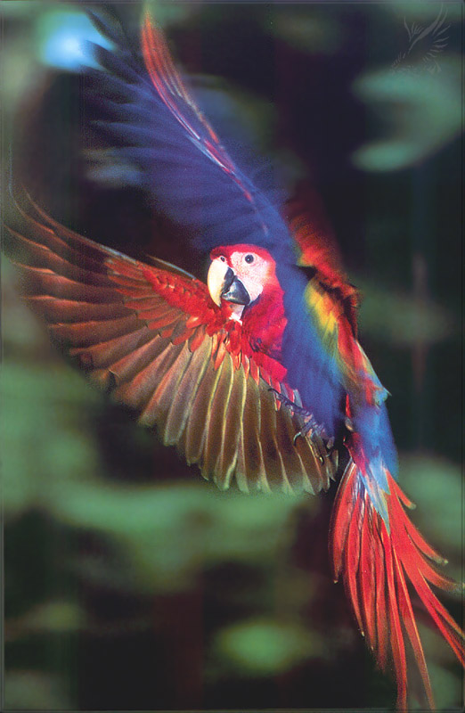 PR-JB073 Scarlet Macaw.jpg