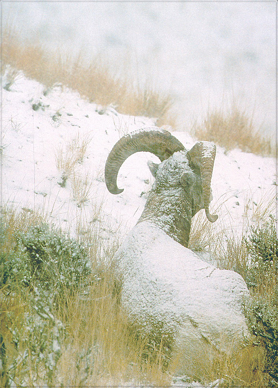 PR-JB075 Bighorn Sheep.jpg