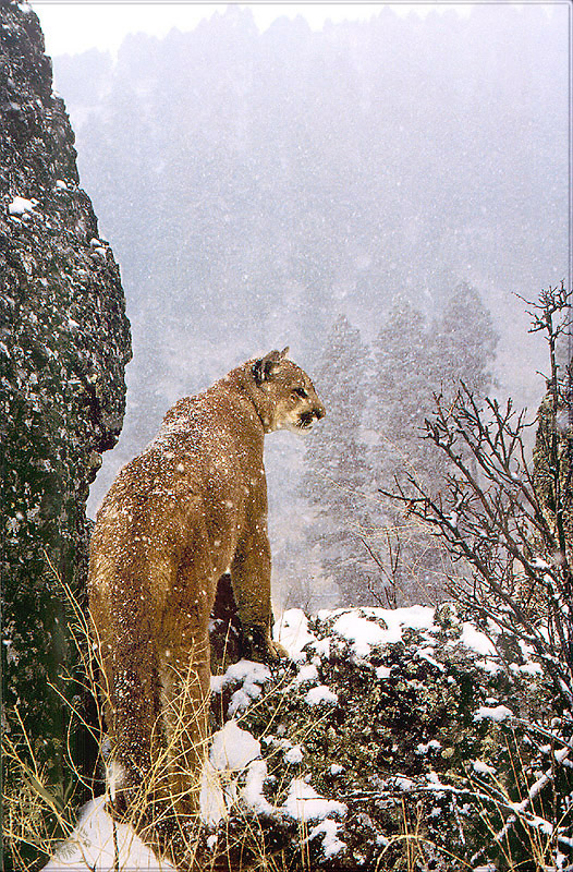 PR-JB082 Mountain lion.jpg