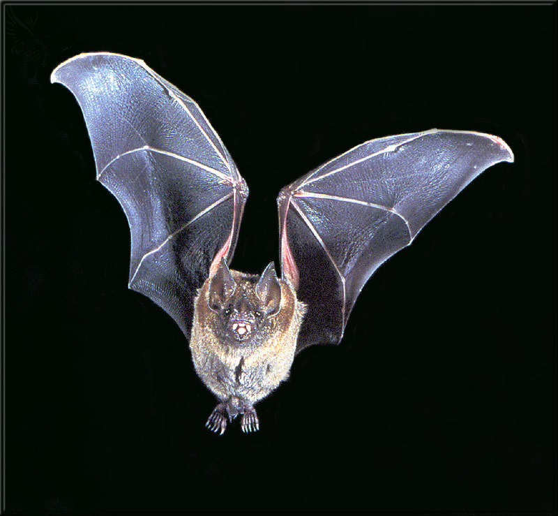 PR-JB084 Short-Tailed Leaf-Nosed Bat.jpg